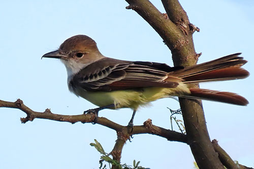 Louisiana 2022 Christmas Bird Count List Great Backyard Bird Count 2022 - Bonaire Bird Tours