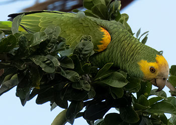 Parrot Roost Count 2024 Bonaire Bird Tours   Featured Image Form Received Yellow Shoulder Parrot 