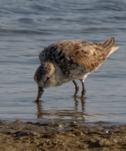 The Dunlin used a probing method for foraging.