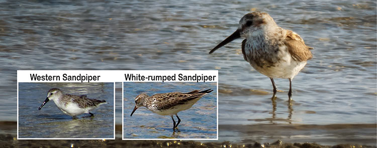 De bonte strandloper vergeleken met vergelijkbare soorten.