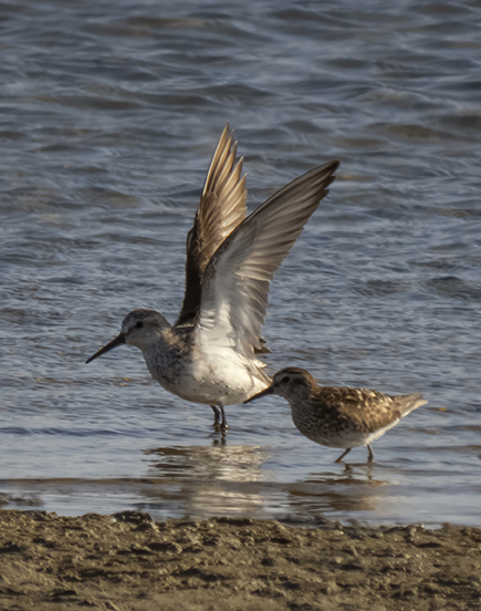 The size of the Dunlin could be determined as it was in the company of a Least Sandpiper.