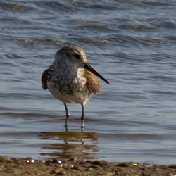 The Dunlin's claim to fame is its long, black bill.