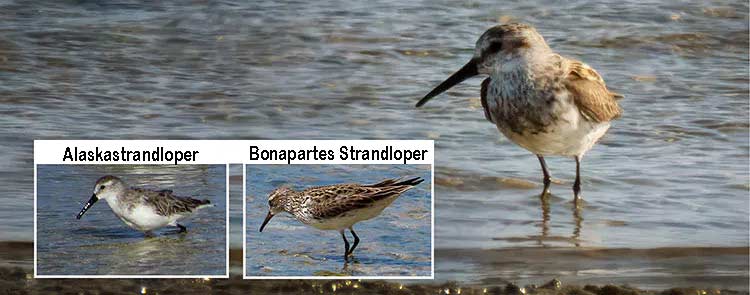 De bonte strandloper vergeleken met vergelijkbare soorten.