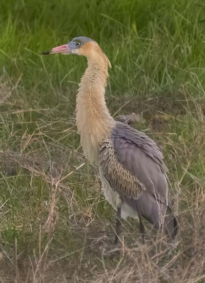 Whistling Heron