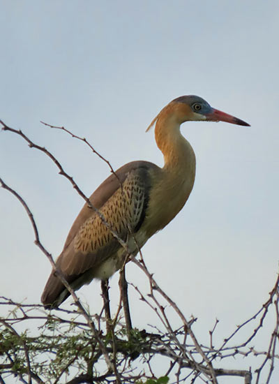 Whistling Heron