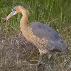 Whistling Heron