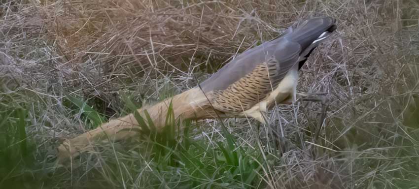 The Whistling Heron will patiently wait for its prey to come near before striking quickly.