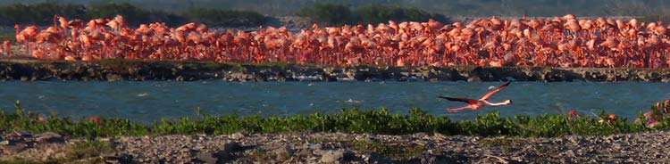 De broedkolonie van de Caribische flamingo's op Bonaire.