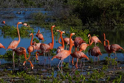 Verkeringsgedrag van de Caribische flamingo