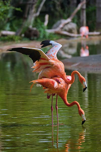 Parende Caribische flamingo's