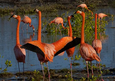 Caribische flamingo tonen hun vleugelspreiding, onderdeel van het baltsritueel.