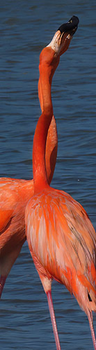 Caribische flamingo's op Bonaire.