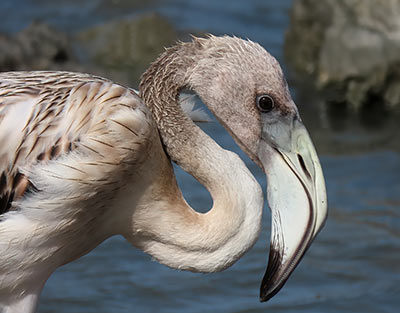 Een juveniele Caribische flamingo op Bonaire.